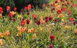 Wann Blumenzwiebeln pflanzen? Und wann nicht ..