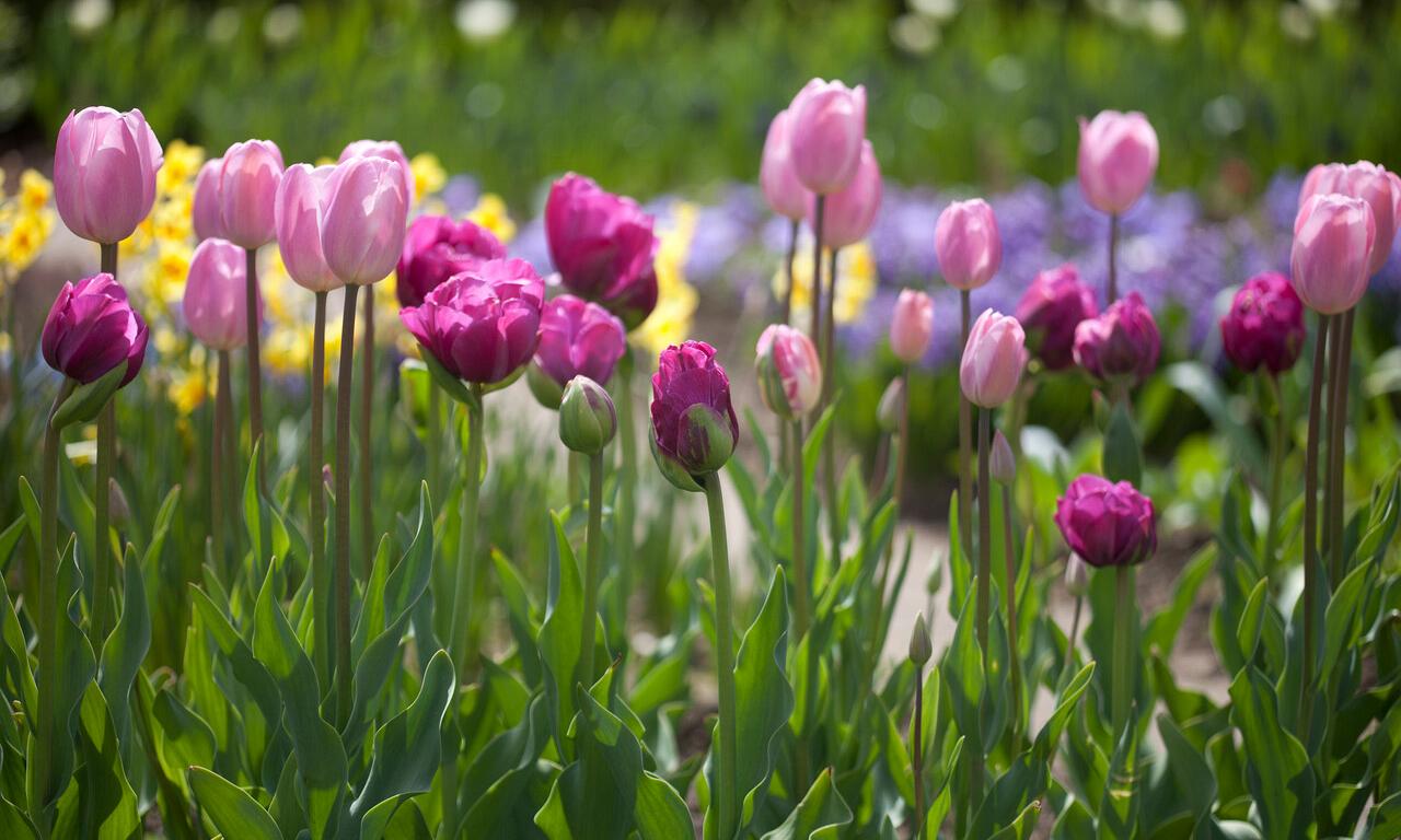 Tulpen, die Perlen Ihres Frühlingsgartens