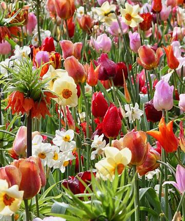 Flower Festival