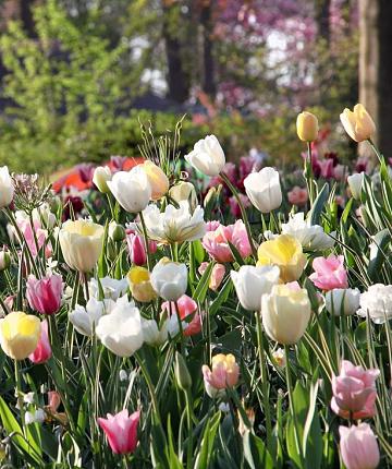 Pastel Garden