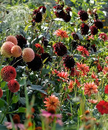 Urban Garden