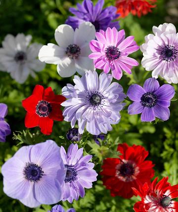 Anemonen Blumenzwiebeln Mischung