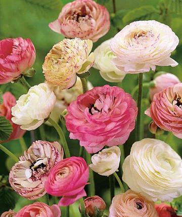 Ranunkel Blumenzwiebeln pastell