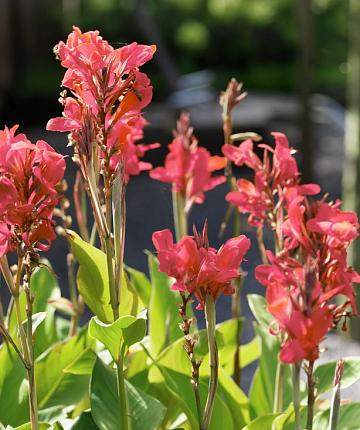 Canna Blumenzwiebeln