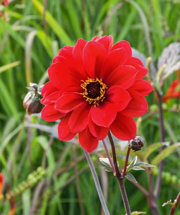 Dahlie Bishop of Llandaff
