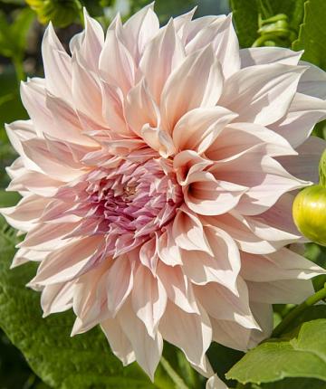 Dahlie Café au Lait