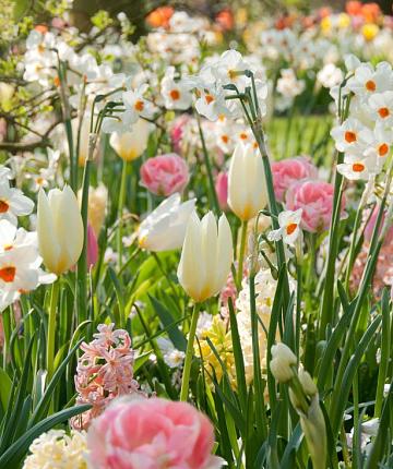 Floral Spring