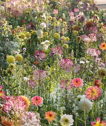 Wild Flora