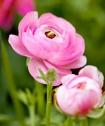 Ranunkel Blumenzwiebeln rosa