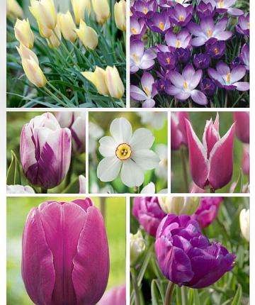 Purple Present XS
