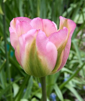 Tulpe Groenland
