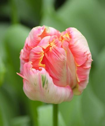 Tulpe Apricot Parrot