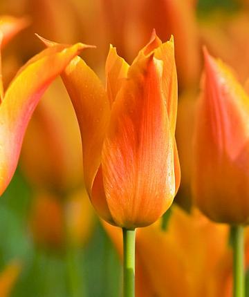 Tulpe Ballerina