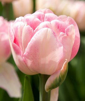 Tulpe Foxtrot
