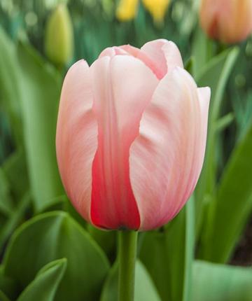 Tulpe Salmon Impression