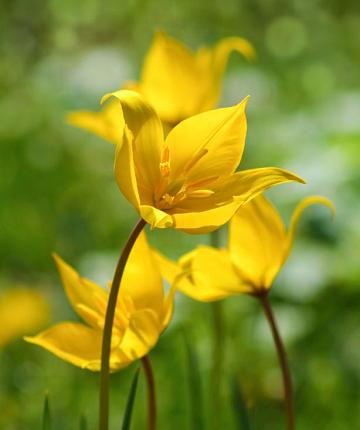Tulpe sylvestris
