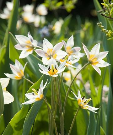 Tulpe turkestanica