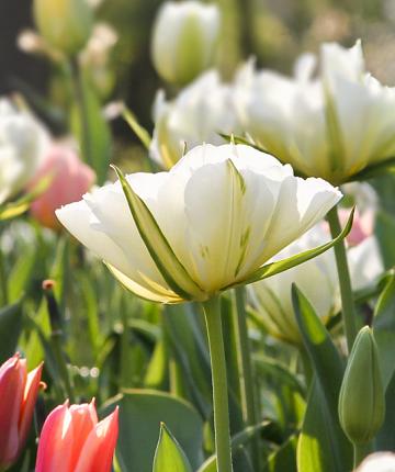 Tulpe White Valley