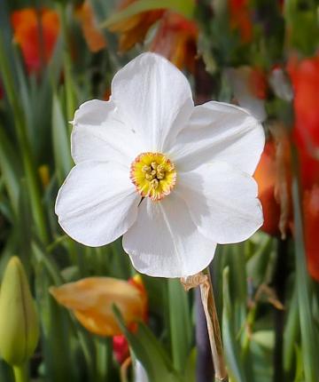 Narzisse recurvus