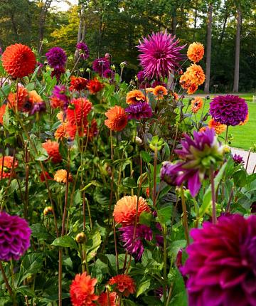 Exotic Garden