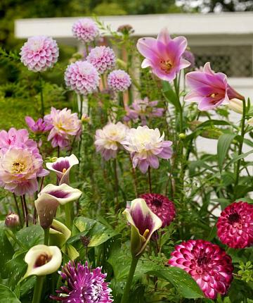 Rosy Summer