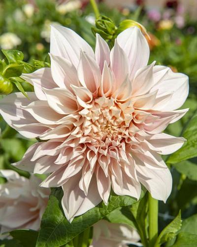 Dahlie Café au Lait