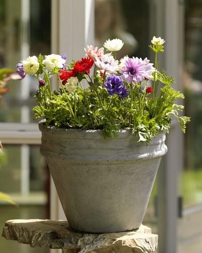 Anemonen Blumenzwiebeln Mischung