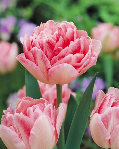 Floral Spring