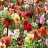 Flower Festival