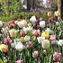Pastel Garden