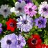 Anemonen Blumenzwiebeln Mischung