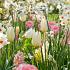 Floral Spring
