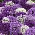 Allium Purple White