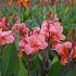 Canna City of Portland