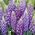 Lupine Blau