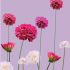 Karte Blumenmeer Dahlie Violett