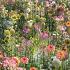 Wild Flora