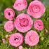 Ranunculus roze