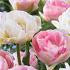 doppelte Tulpen | Double Sensation