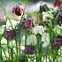 Schachbrettblume | Fritillaria meleagris