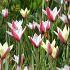 Botanische Tulpenmischung | Tulipa Clusiana